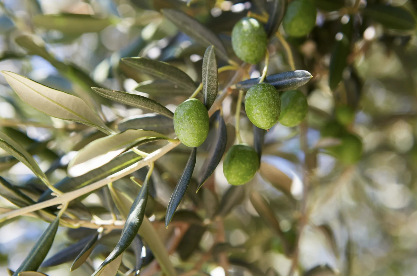 Análisis aceitunas POLiGEN